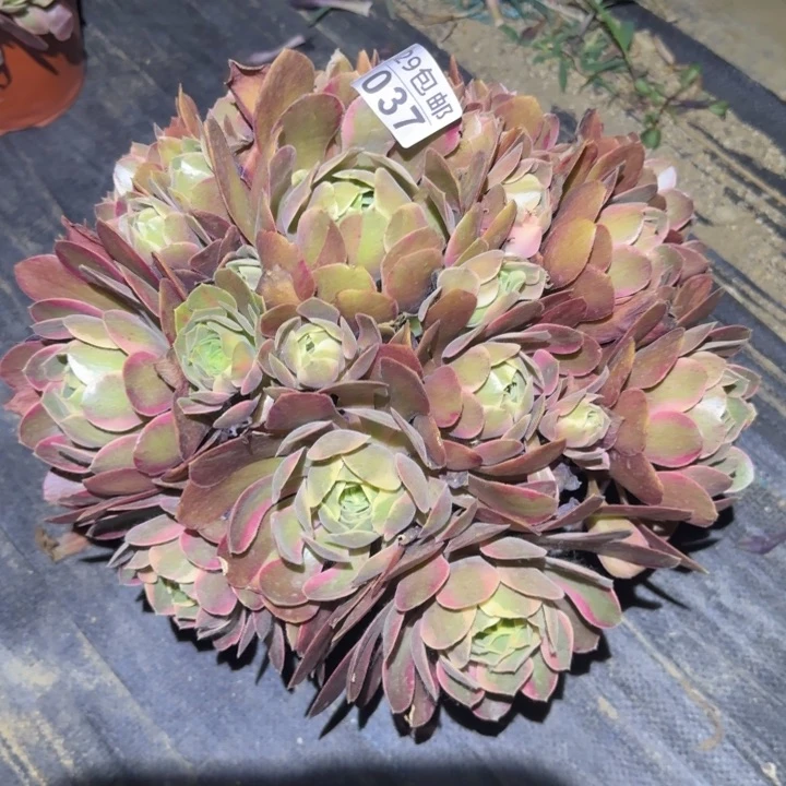 女妖……多肉植物的