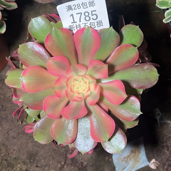 1785香妃多肉植物