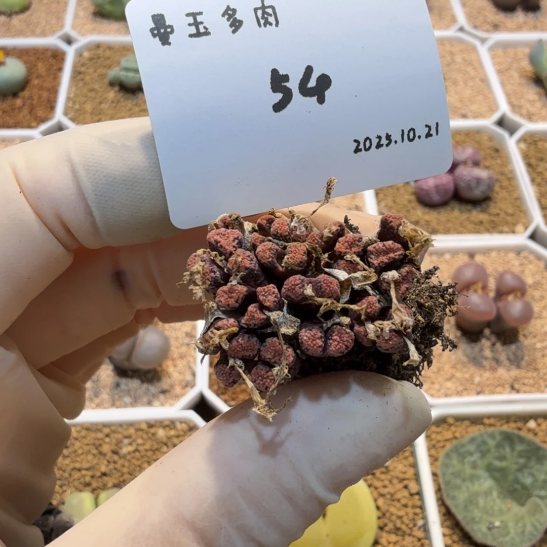 w***l多肉多肉多肉10.21-054