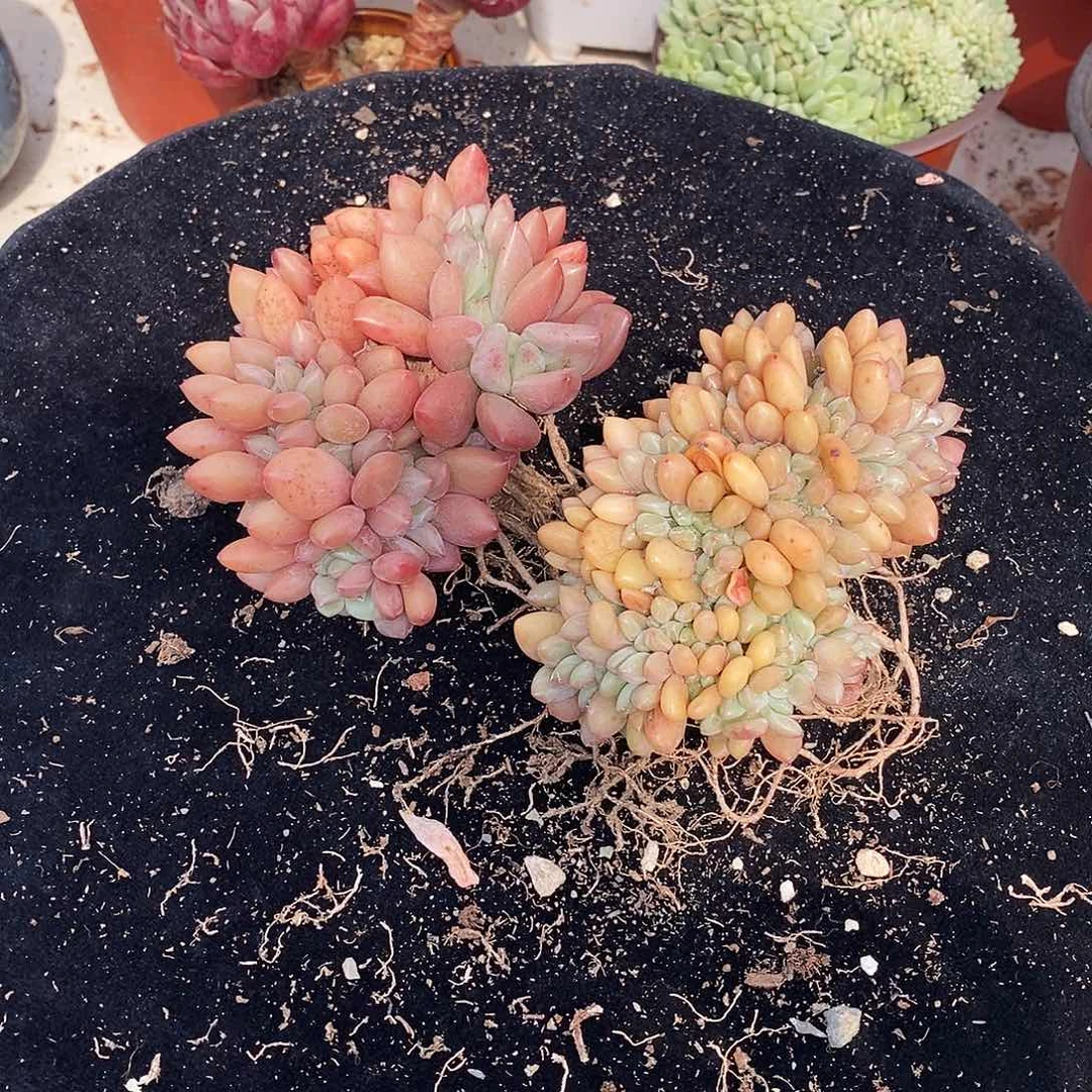 陈*多肉植物桃花源缀化