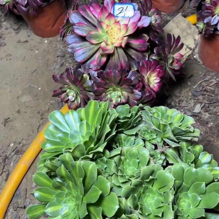 多肉植物两个法师21