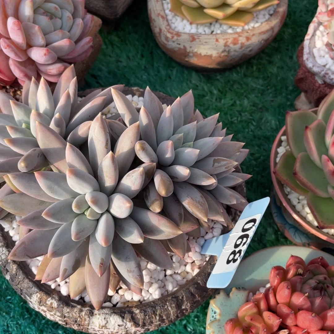 哥特萝莉多肉植物盆栽多肉