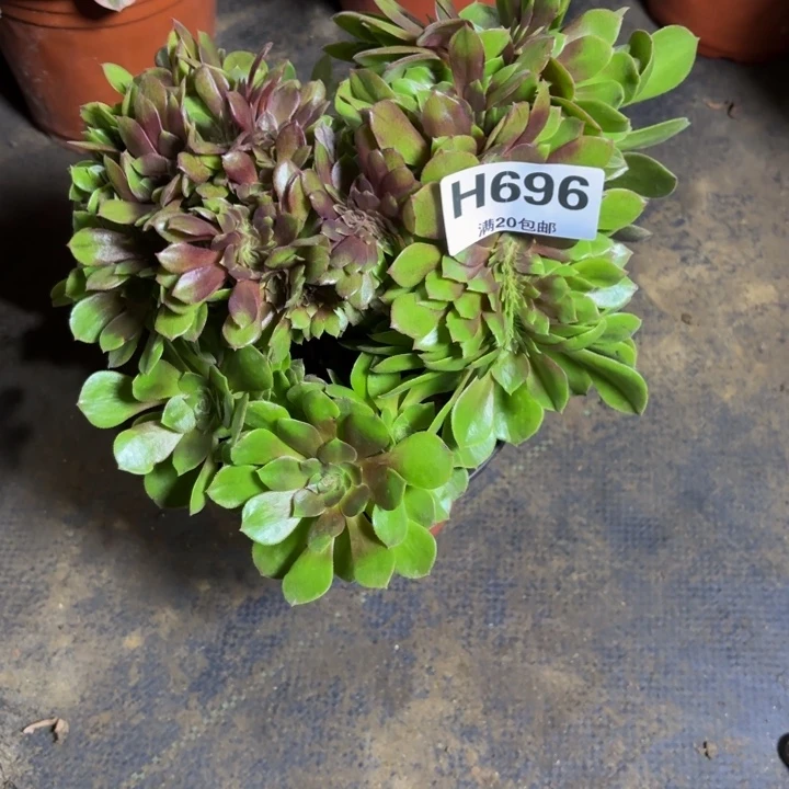 瑞妈，，，。。。696万缀，