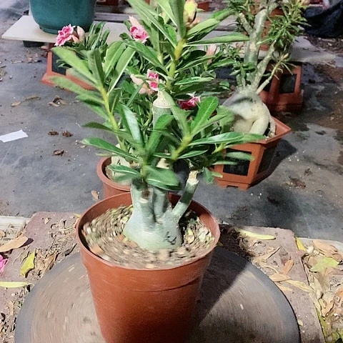 【闪购商品】无花朵慈*