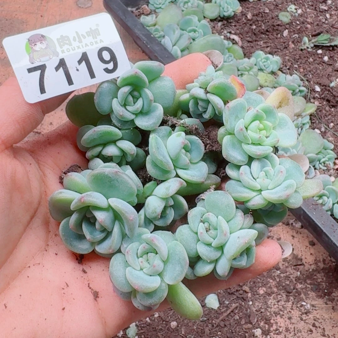 嘉***多肉植物多肉植物