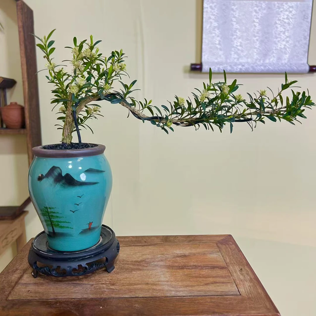 雀舌黄杨盆景悬崖飘枝造型老桩盆栽室内客厅茶桌好养绿植四季常青