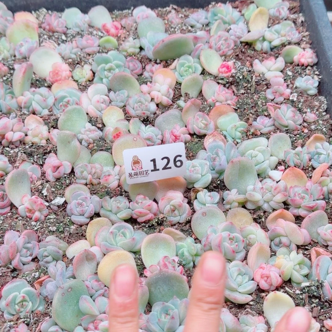 荷***月多肉植物多肉植物