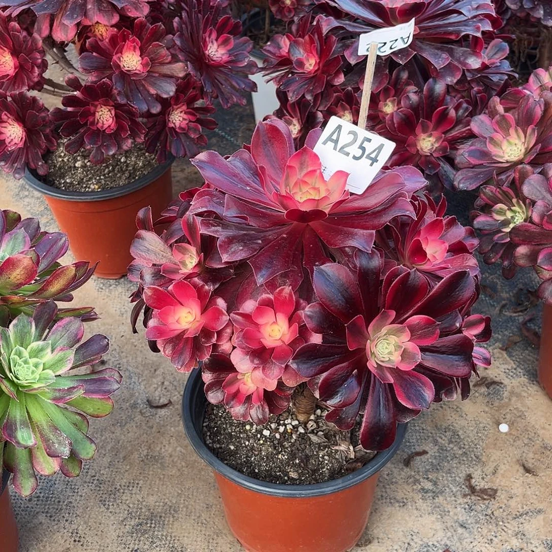 多肉植物美杜莎254多肉