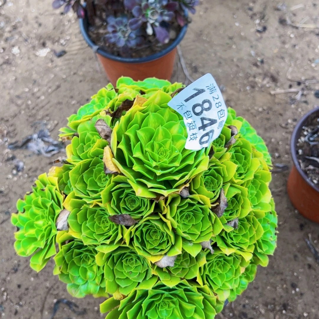琉璃多肉植物1846