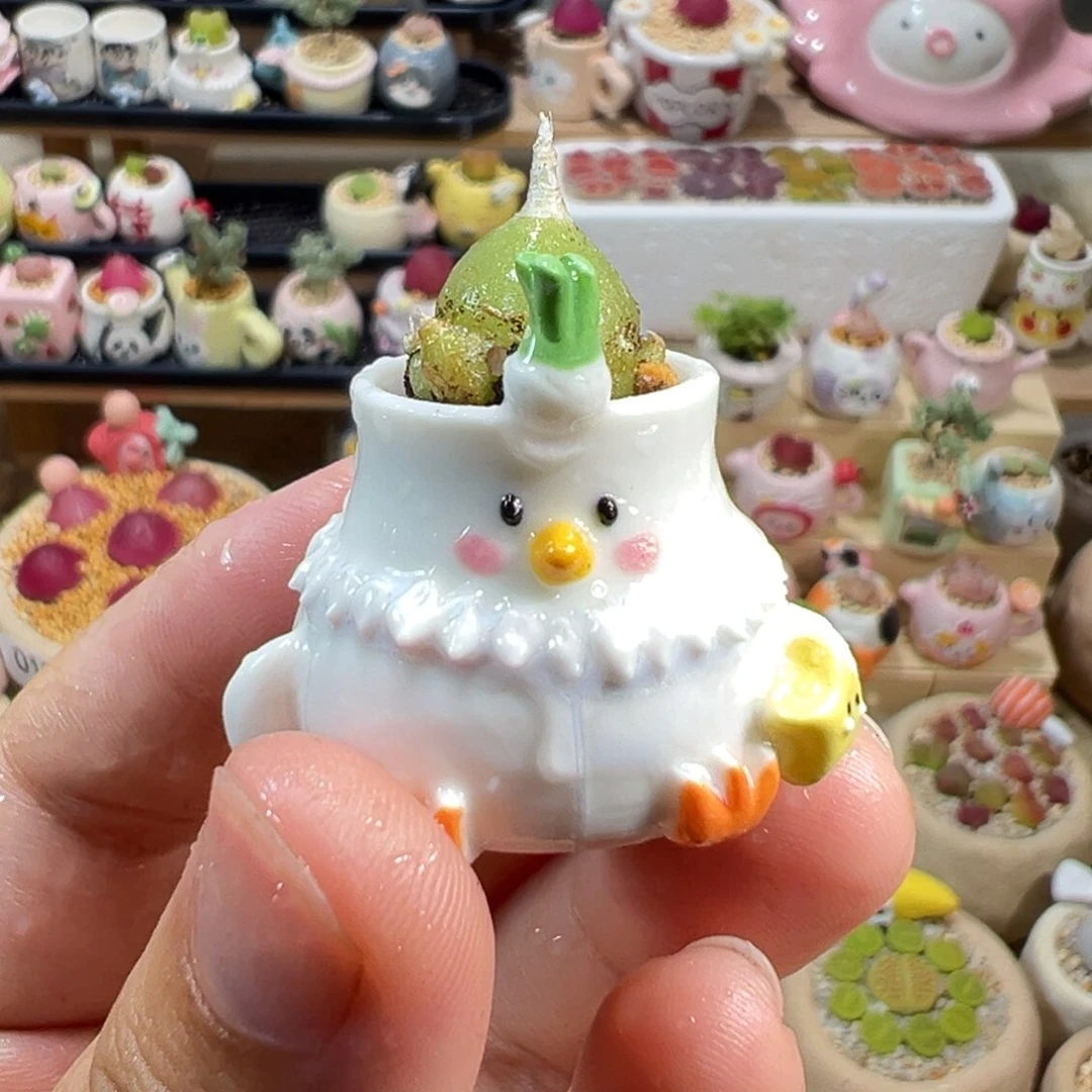 多肉植物30号海葱