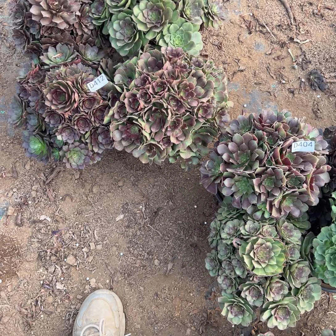 兰***儿412四颗组合多肉植物