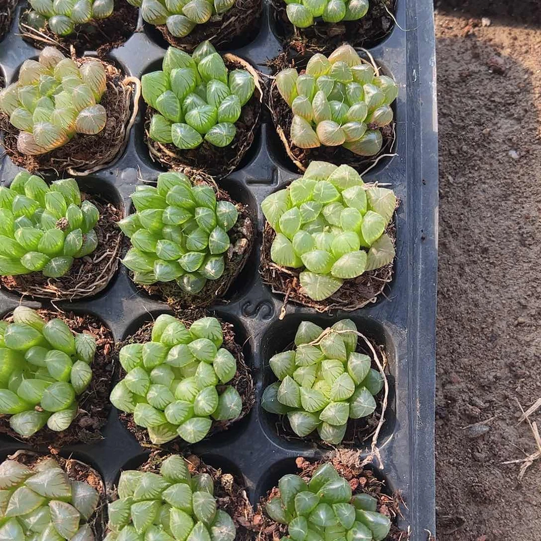 直播福利一物一拍41