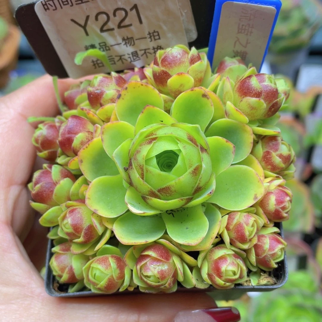 余*流萤之舞福利221