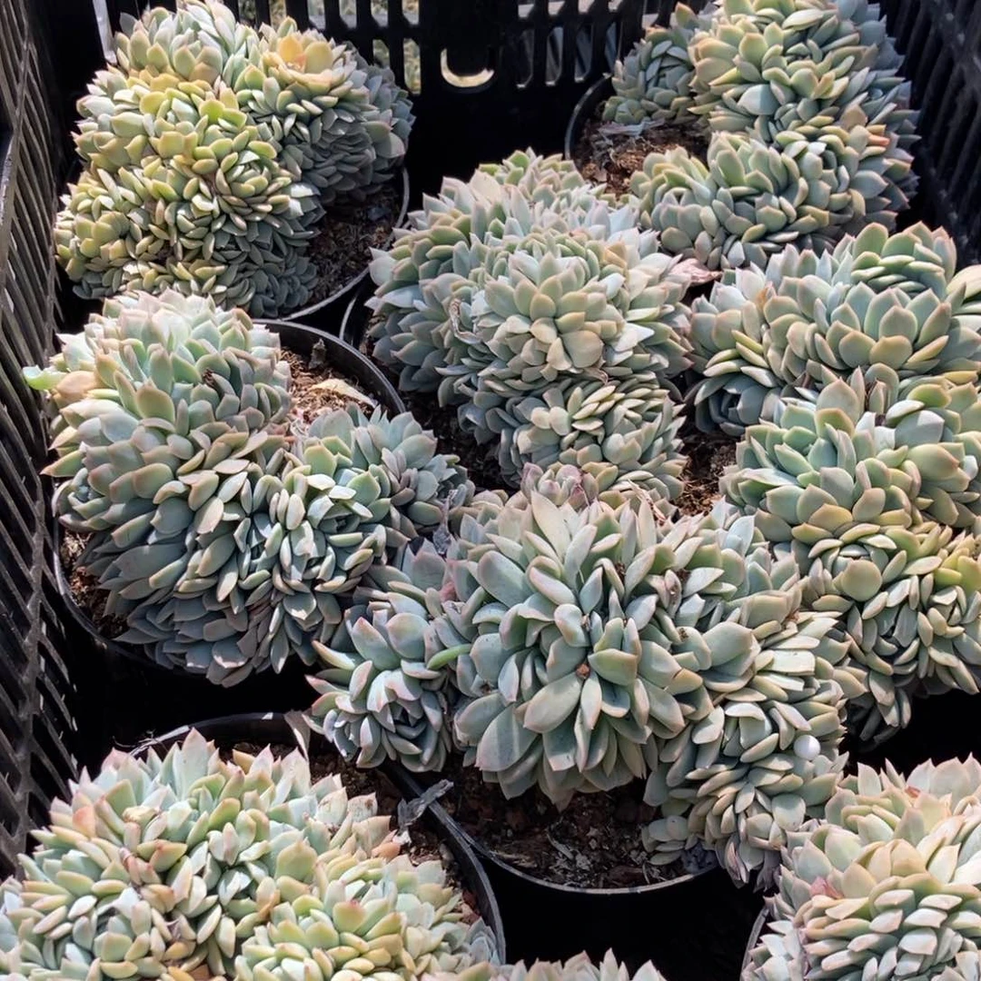 5-7莎莎女王朵朵缀随机
