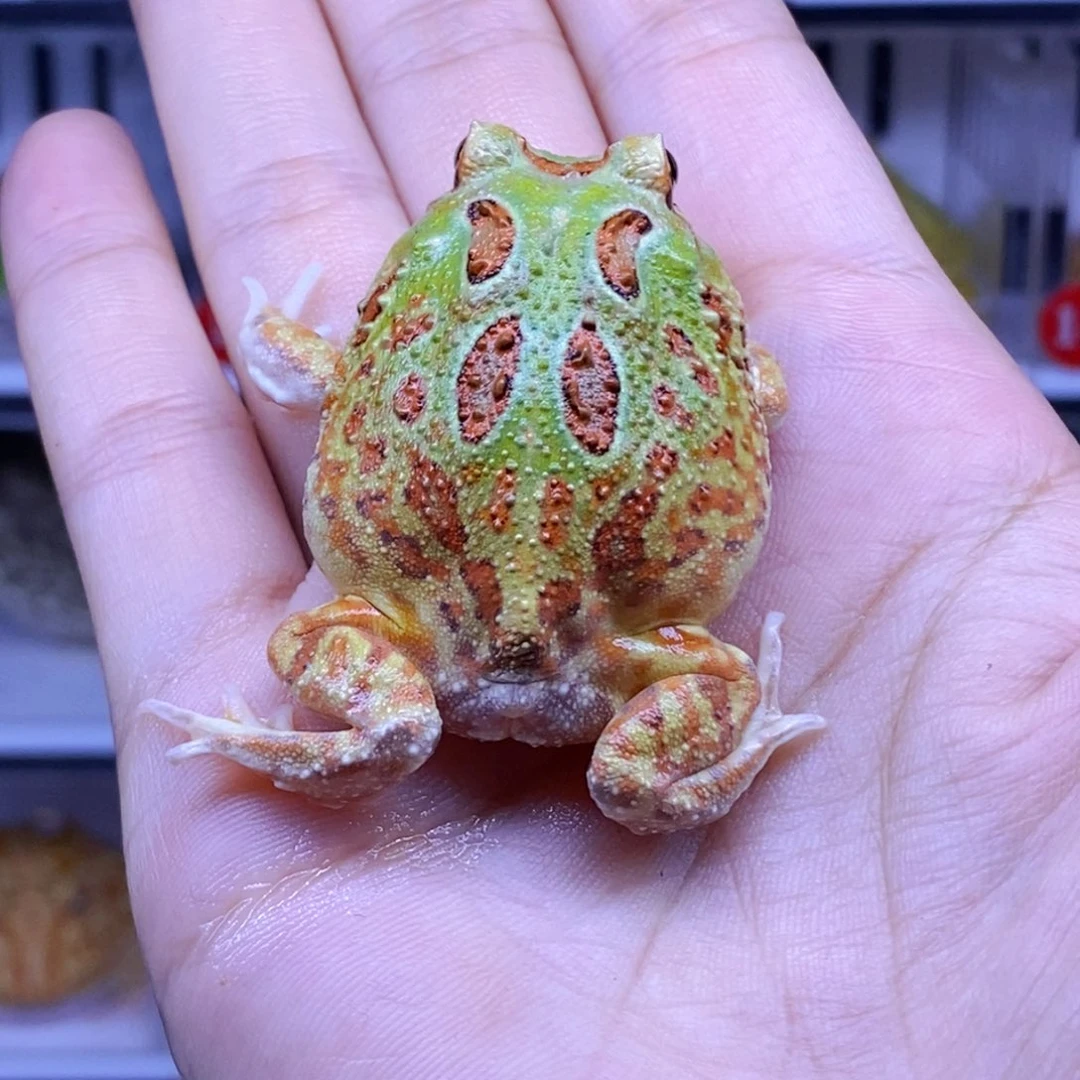 角蛙角蛙3-10cm闪购专享链接