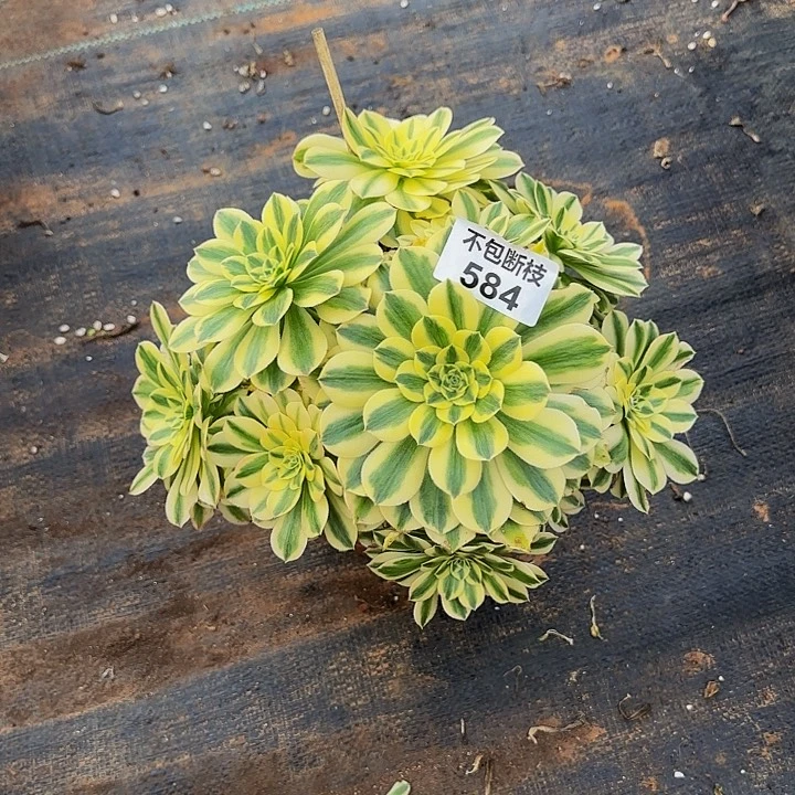 584多肉法师锦1111