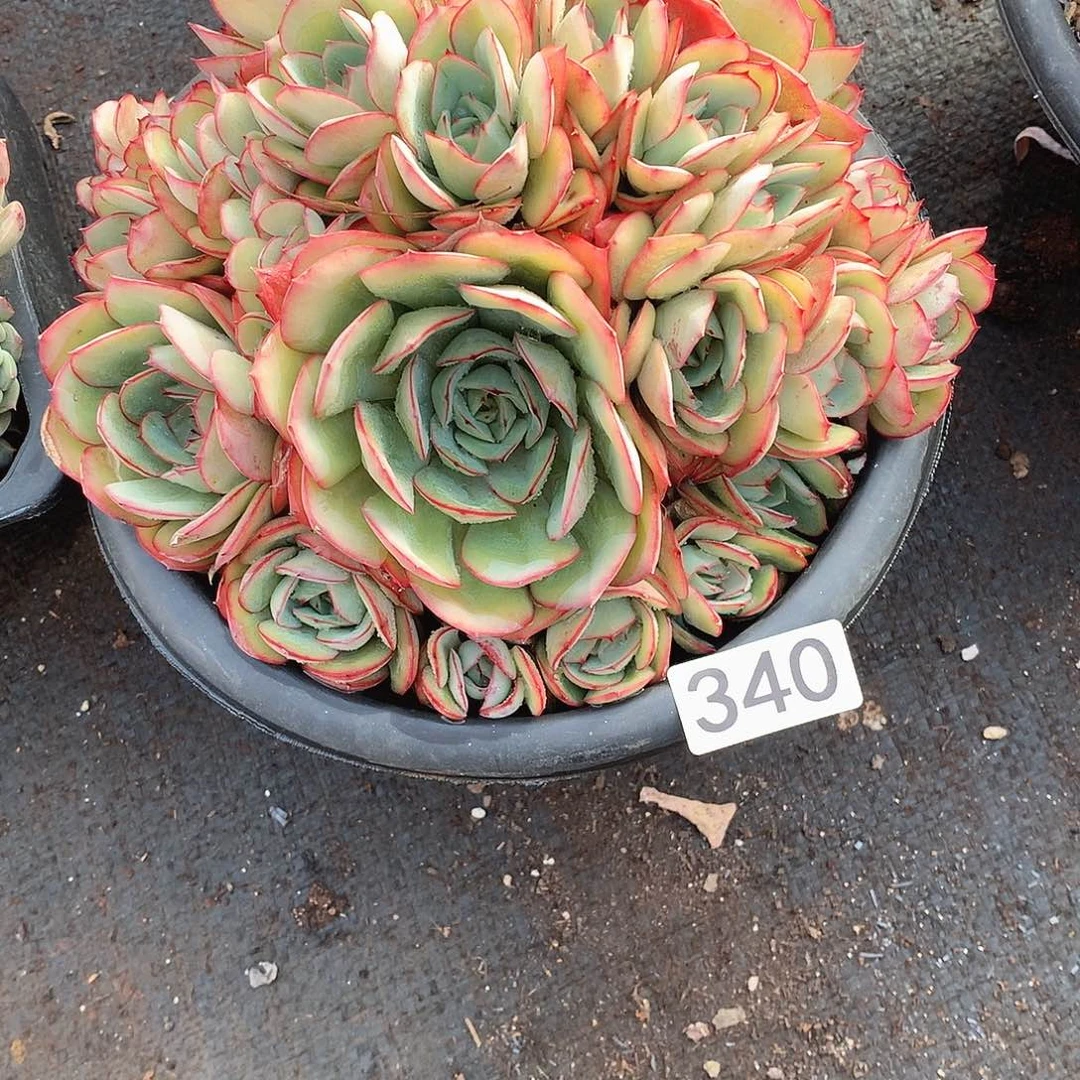 340牡丹亭 一物一拍多肉