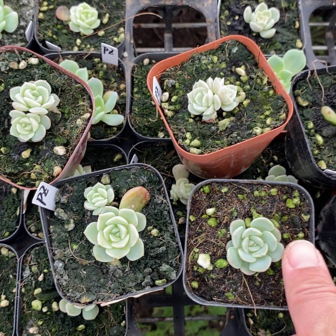 上盆小绿菜飘枝甜心一个多肉量拍