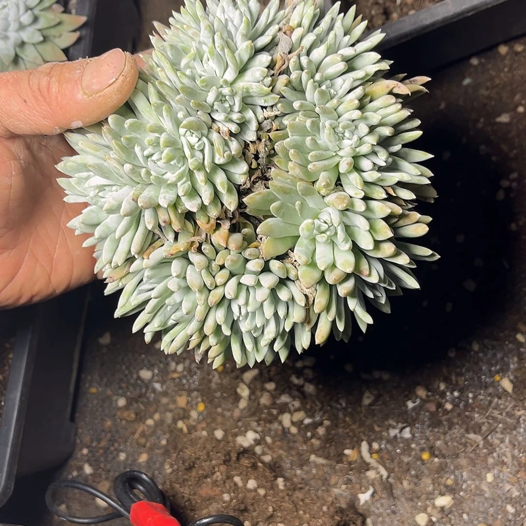 陪**久瑕疵特价不售后多头