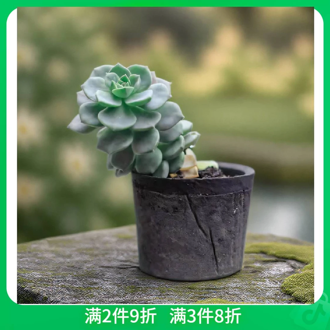 黑陶红陶小花盆水泥多肉粗陶手工陶瓷迷你蕨类陶盆菊花灰陶花盆