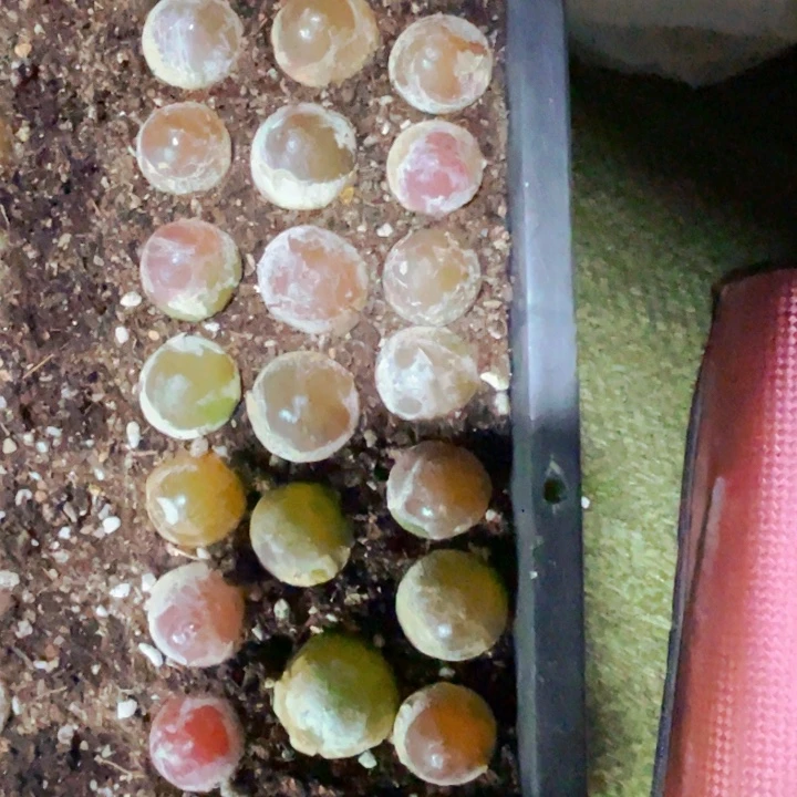 涅***生116母本红灯泡21颗ll