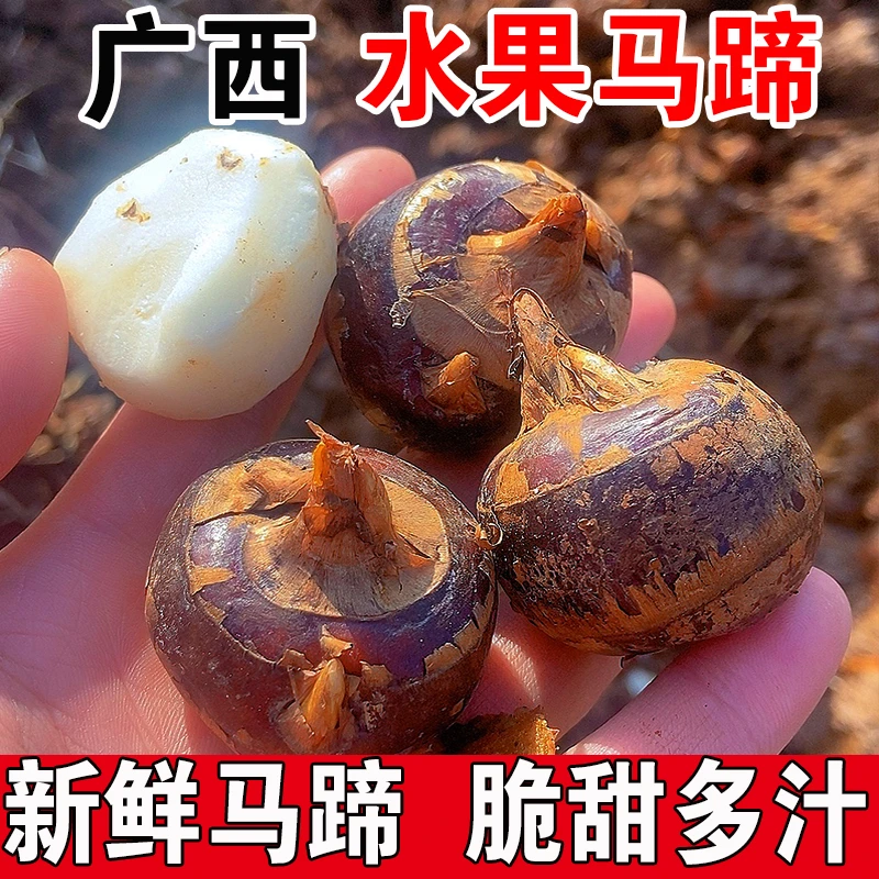 自家种植广西水果马蹄荸荠时令果蔬地梨脆甜多汁荸荠现挖现发大果