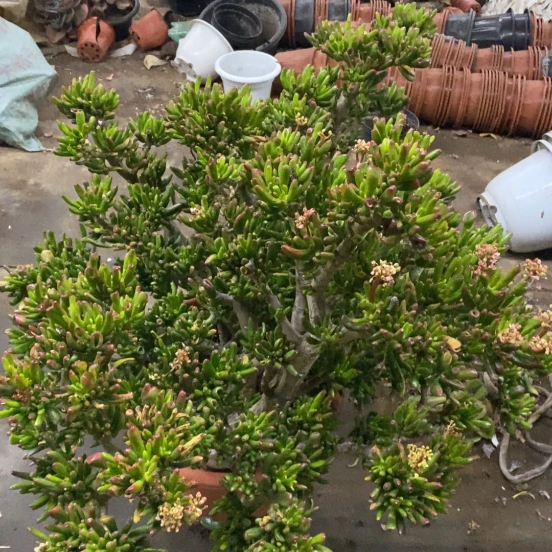 超级大盆吸财树，物流费自理