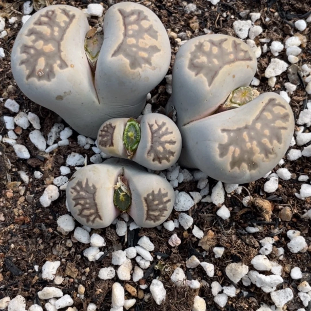 非偏远满20包邮368