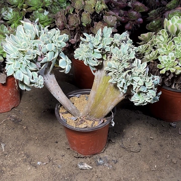 多肉植物法师灿烂缀8