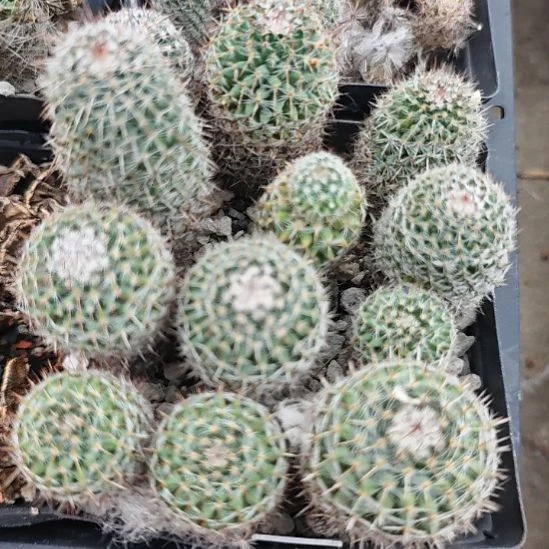 乳突属仙人球！！！实生带盆土发货