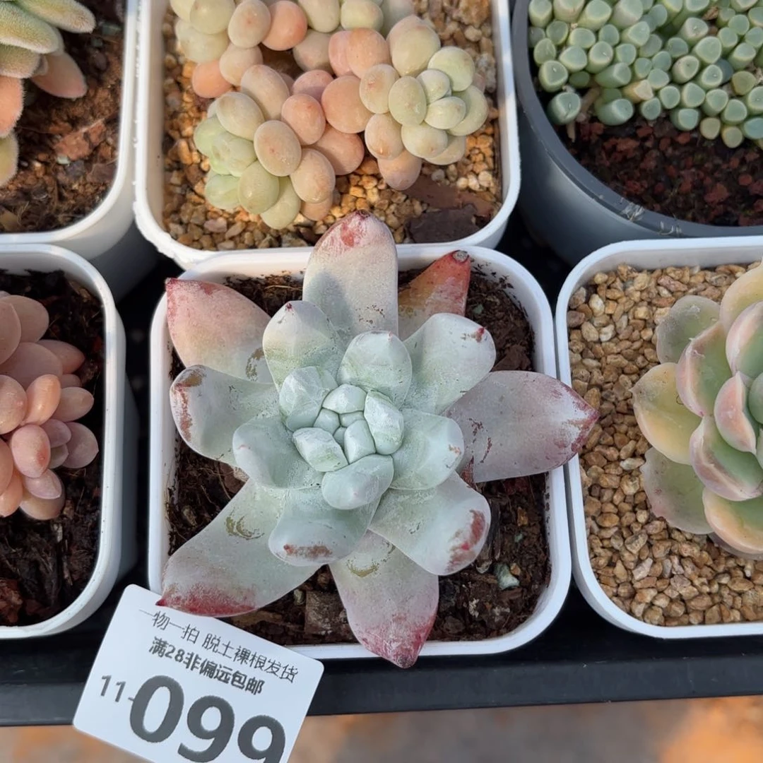 奴婢吉娜多肉多肉