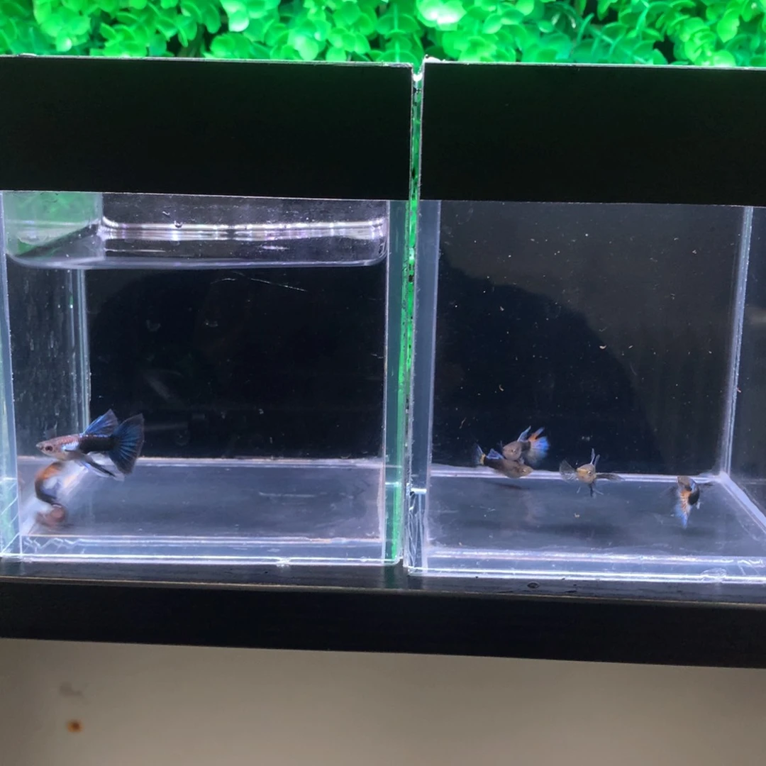 孔雀鱼?****?长工6条鱼