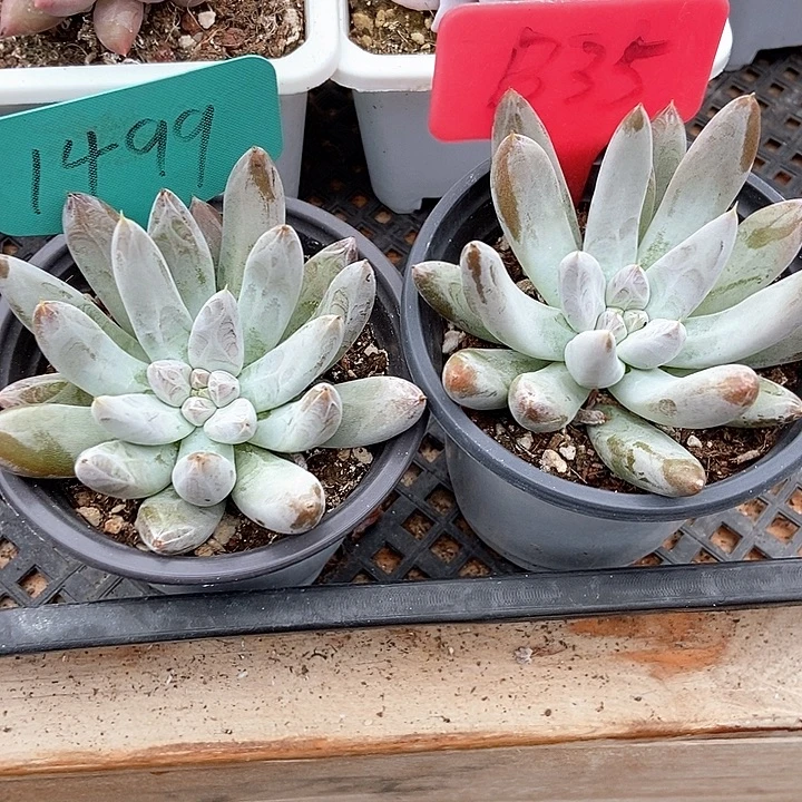 暗***迷多肉植物杜里1499 b35