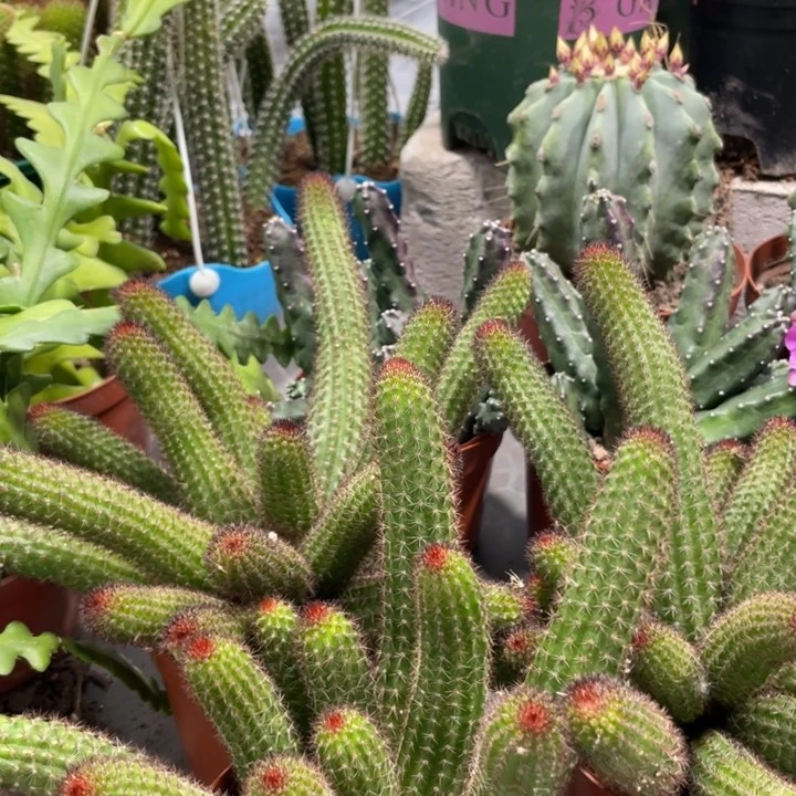 超大群垂钓金妞多头18.8