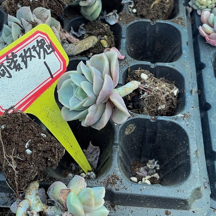 小可爱玫瑰1元带土发