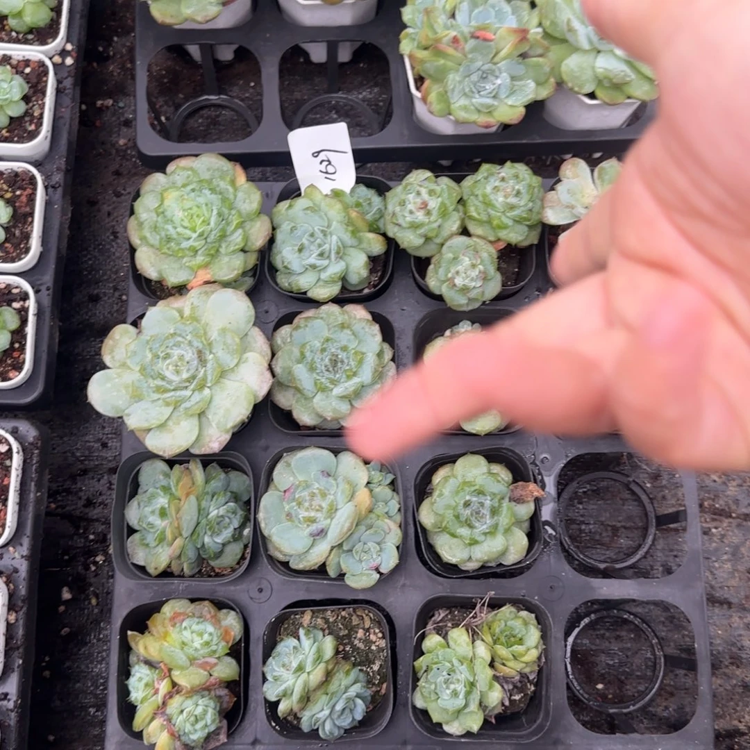 1629 号2半托满20包邮