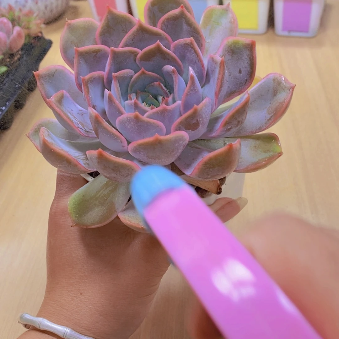 无花朵多肉植物菲欧娜120