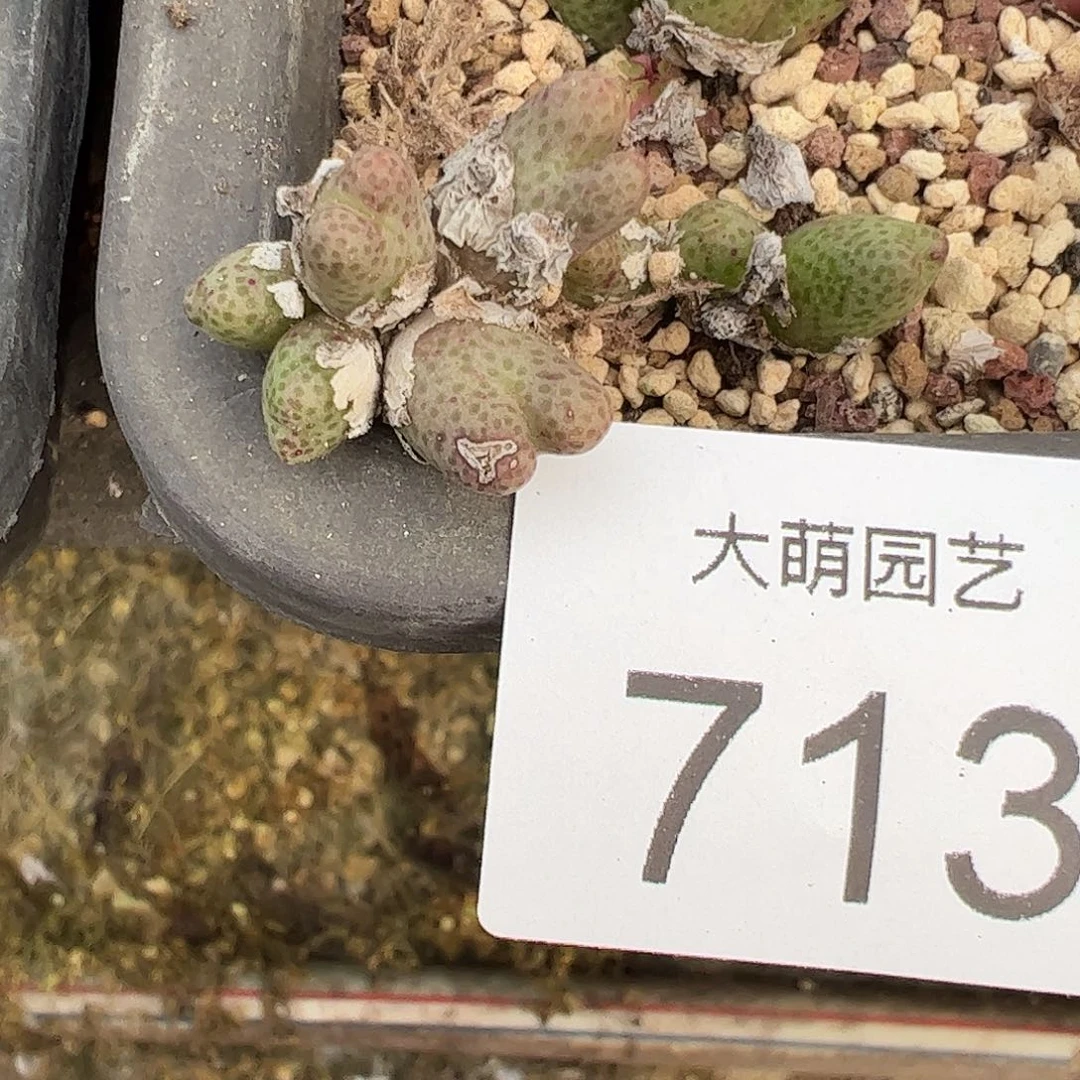 一物一拍          713