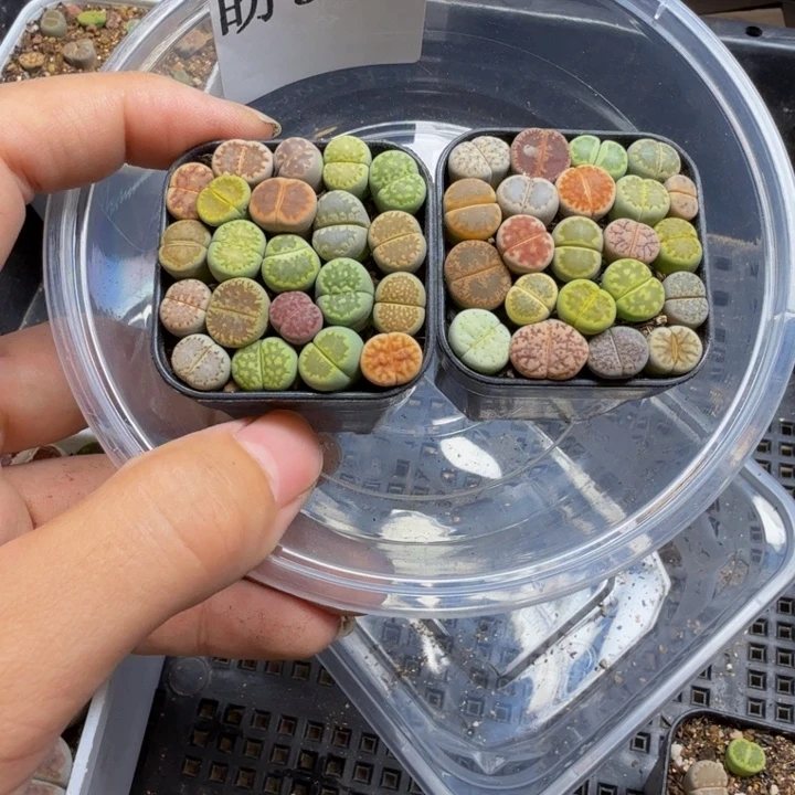 淡***墨多肉植物的生长发育93