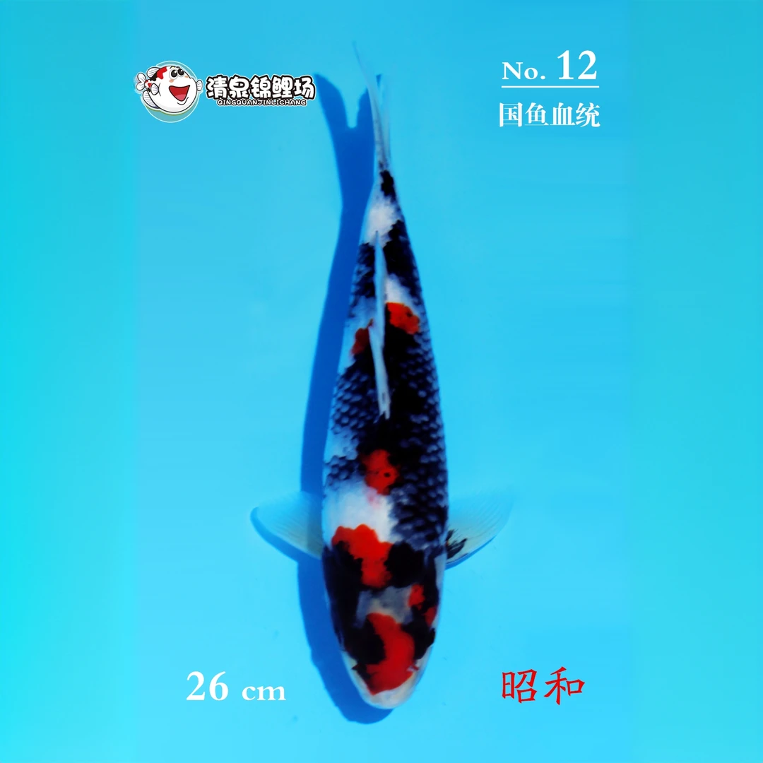 清泉锦鲤 第二次冬季水泥池寄养 国鱼血统 昭和 12号