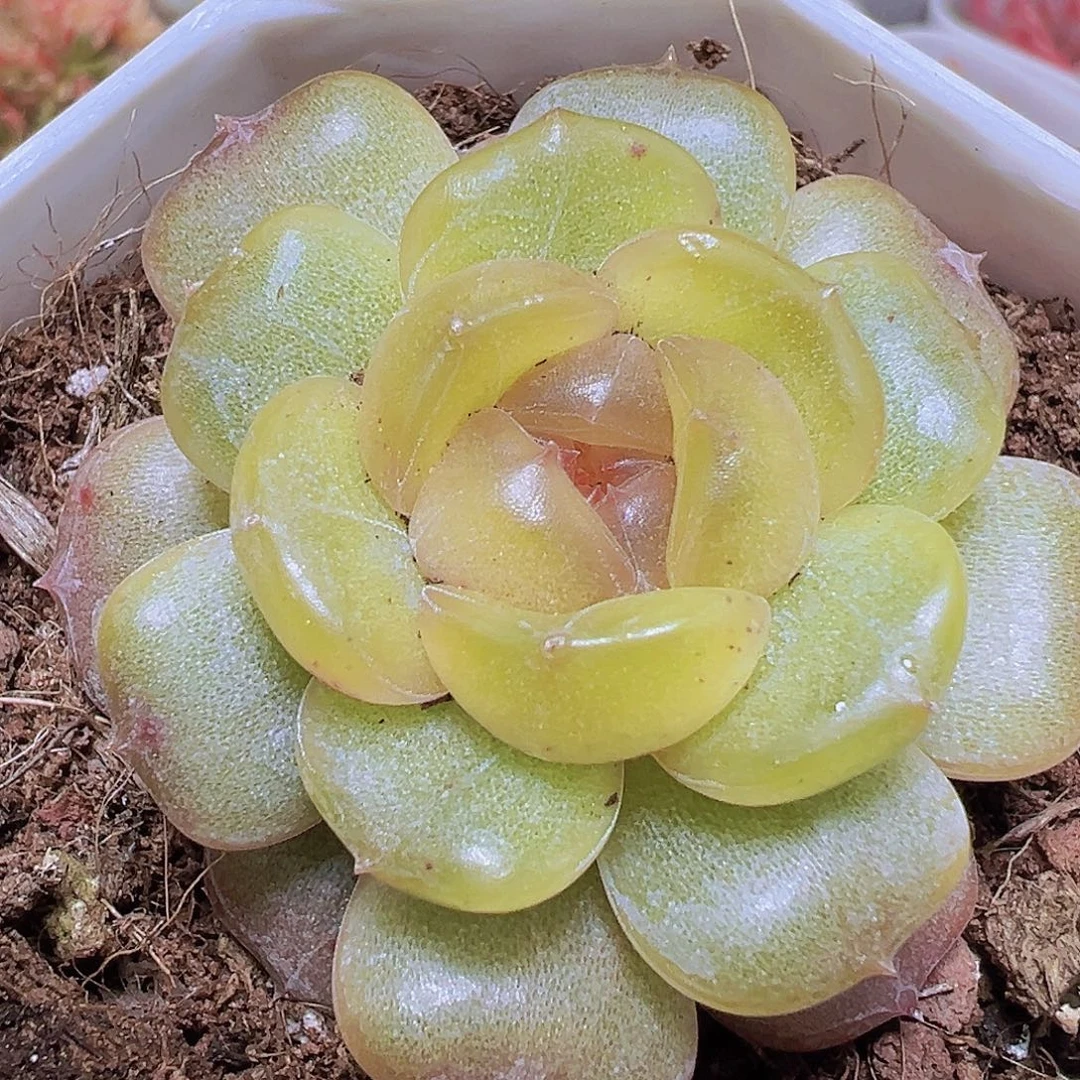 单头彩恋19包邮多肉植物