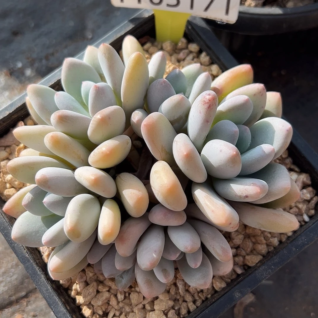 1103171 三明治美人群生6头