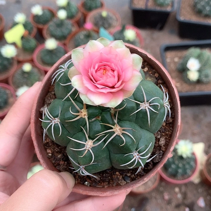 玉儿圆重粉花海王原盆土花拿掉