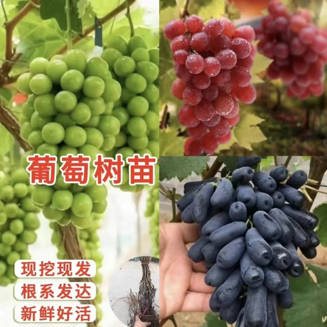 【正宗蓝宝石葡萄树苗】玫瑰葡萄苗盆栽地栽阳台庭院四季种植果树苗