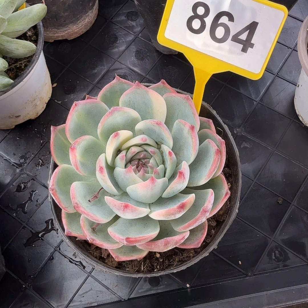 多肉植物娃娃锦864