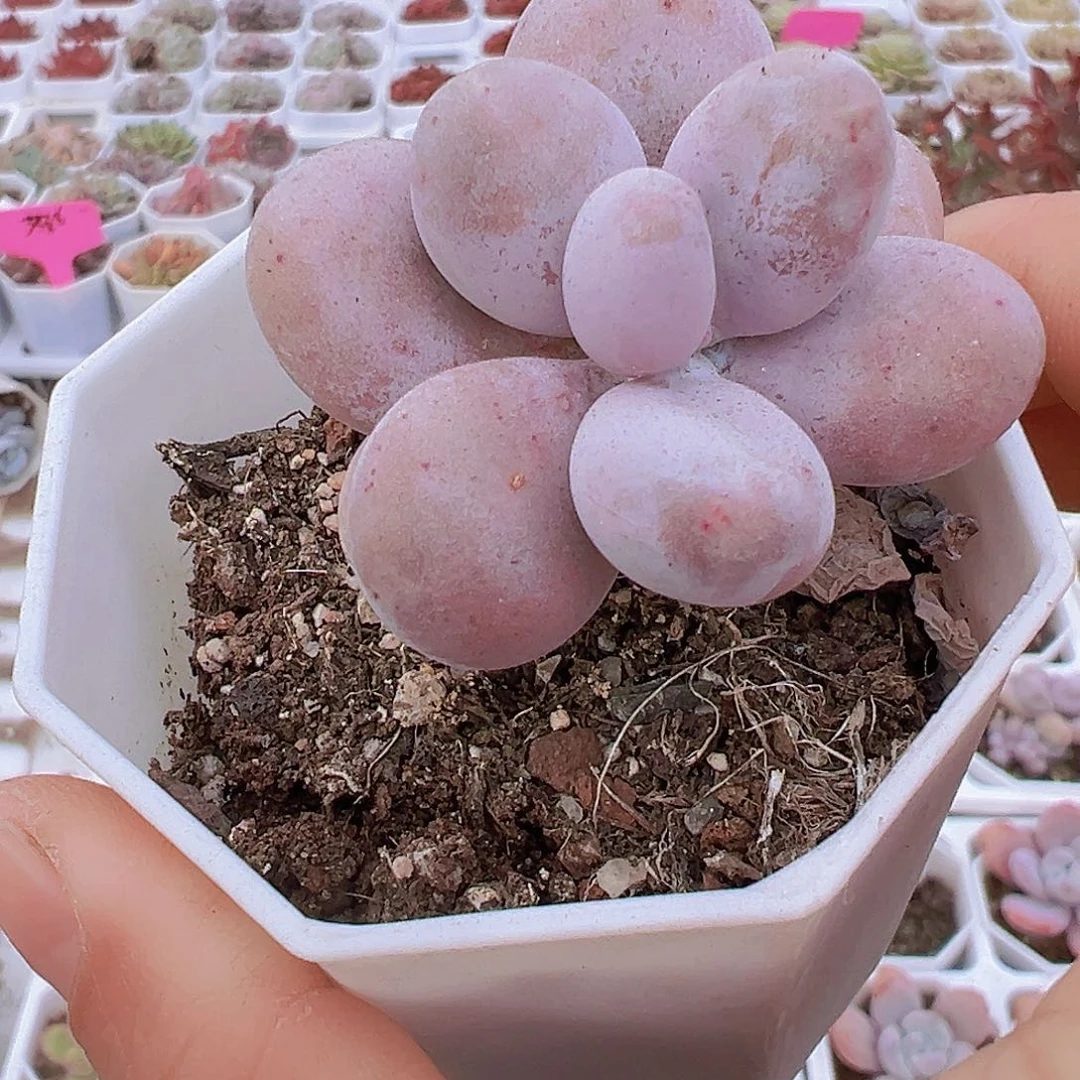 八角蛋黄奶19包邮多肉植物