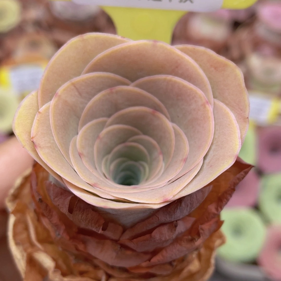 山地玫瑰Z405裸根发货不售后