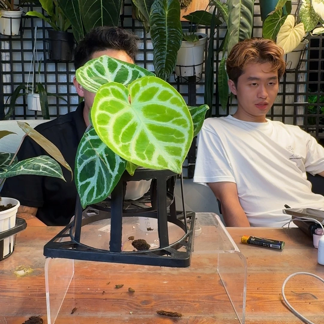 无花朵一物一拍N153