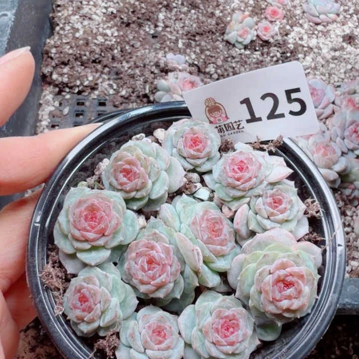 多肉植物多肉植物