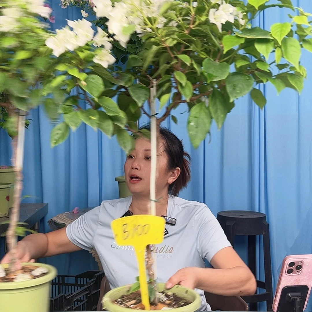 阿***️当前无花栽培后可以开花B100白狐狸
